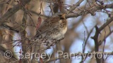 Video of Mistle Thrush - Fieldfare in the winter forest and snow